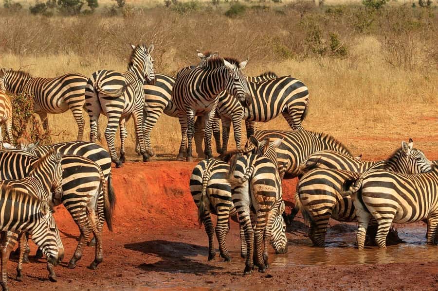 PRIVATE OVERNIGHT TSAVO EAST SAFARI FROM MOMBASA OR DIANI - Entering at Bachuma Gate around 9:00 am