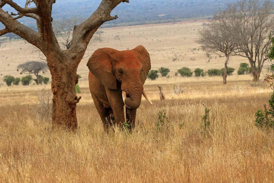 PRIVATE OVERNIGHT TSAVO EAST SAFARI FROM MOMBASA OR DIANI - Who will enjoy this private Tsavo East trip