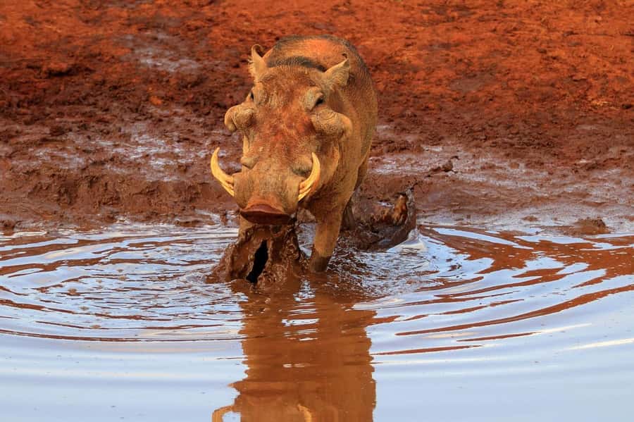 PRIVATE OVERNIGHT TSAVO EAST SAFARI FROM MOMBASA OR DIANI - The 6:00 am pickup from Mombasa or Diani