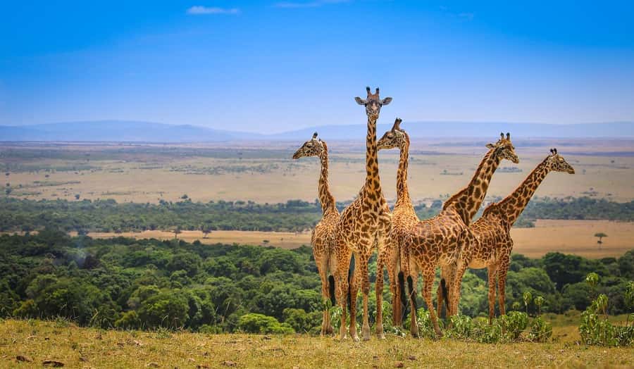 Private Safari Day-Tour in Amboseli National Park - Why Amboseli makes a strong day trip from Nairobi