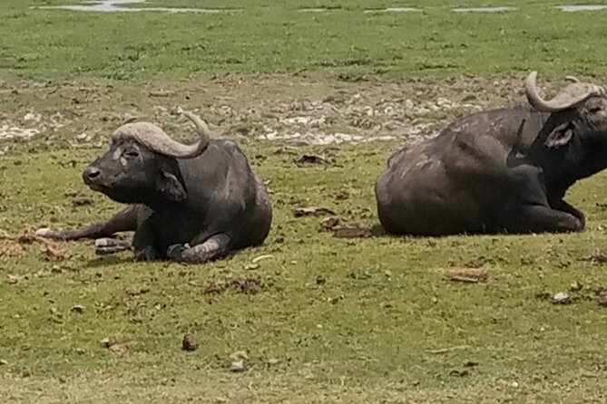 Private Tour of Tsavo East National Park from Mombasa - The loop side and its swampy animal zones
