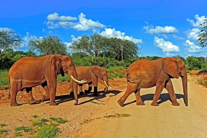 Private Tour of Tsavo East National Park from Mombasa - The pipeline area and Tsavo’s red elephants