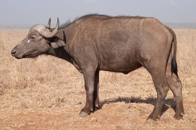 Private Tour of Tsavo East National Park from Mombasa - Lions, leopards, and the limits of a one-day safari