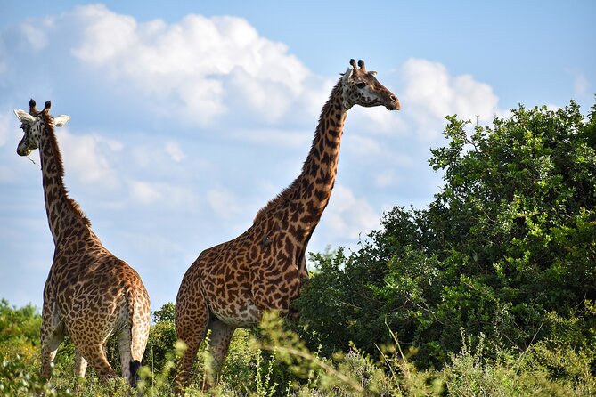 Private Tour Safari To Nairobi National Park - Key Points Before You Book