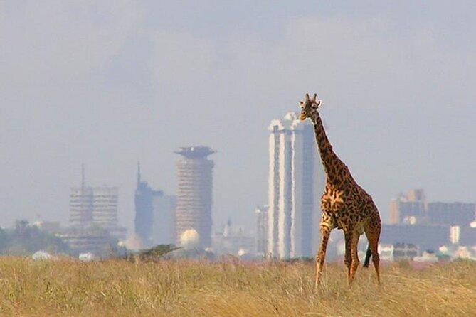 Private Tour Safari To Nairobi National Park - Price and What You Get for $196