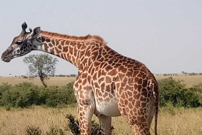 Private Tour Safari To Nairobi National Park - The Game Drive: Grass Plains and Big Five Searches