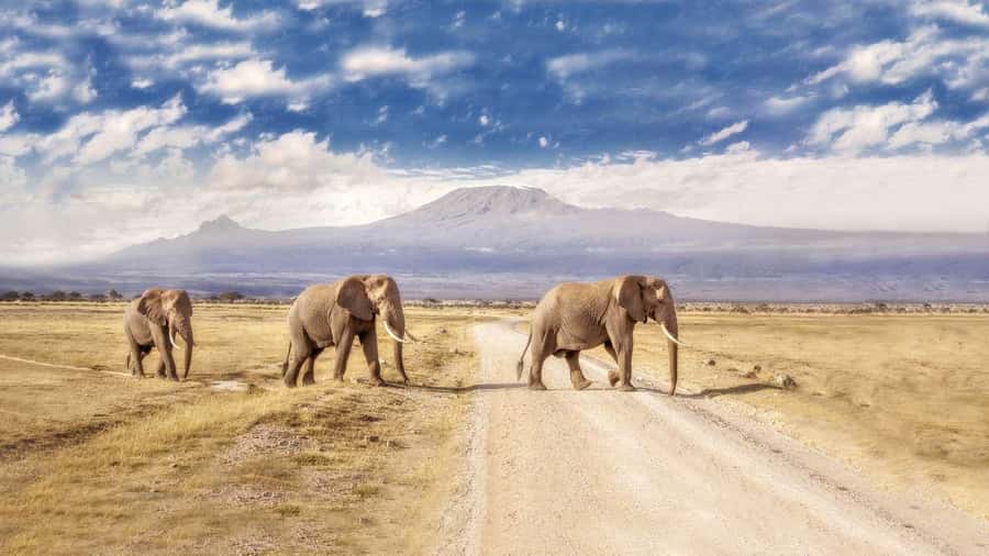 Private Tour to Amboseli National Park - Lunch at Oltukai Lodge, optional and worth planning