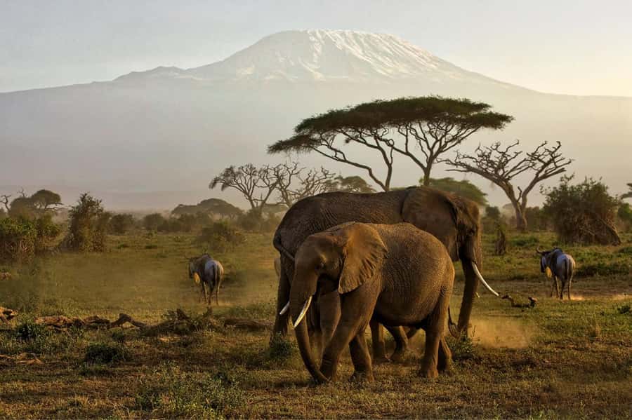 Private Tour to Amboseli National Park - The 5:00 a.m. departure from Nairobi