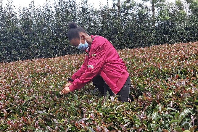 Purple Tea Farm Tour from Nairobi City - Specialty Tea Tasting - A three-course lunch followed by serious tea tasting