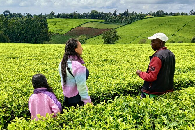 Riara tea farm tour with lunch and tea tasting from Nairobi - Tea tasting at the farm