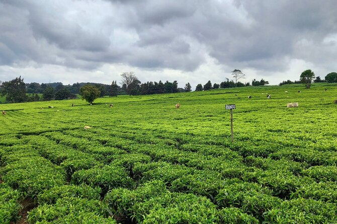 Riara tea farm tour with lunch and tea tasting from Nairobi - Who will enjoy this Limuru outing