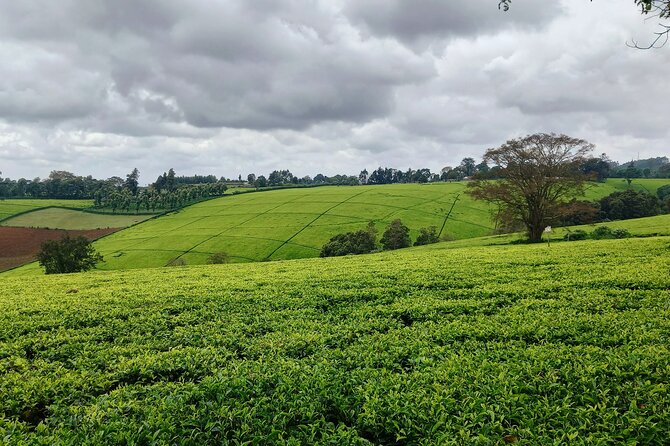 Riara tea farm tour with lunch and tea tasting from Nairobi - What the guide and driver add