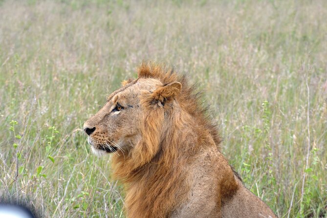 Safari In Nairobi Kenya National Park Half day Tour - A True Safari at Nairobi’s City Edge
