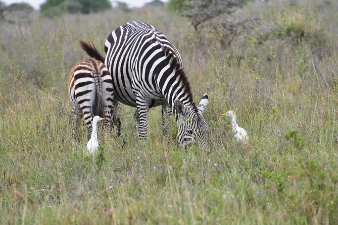 Safari In Nairobi Kenya National Park Half day Tour - The Open-Roof Van and Photo Conditions
