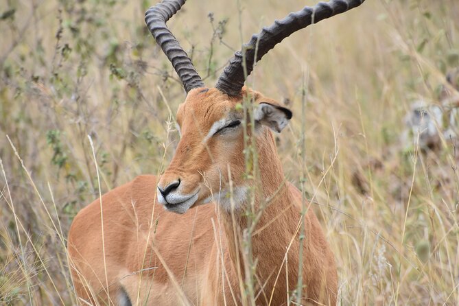Safari In Nairobi Kenya National Park Half day Tour - Who Will Get the Most From This Safari?