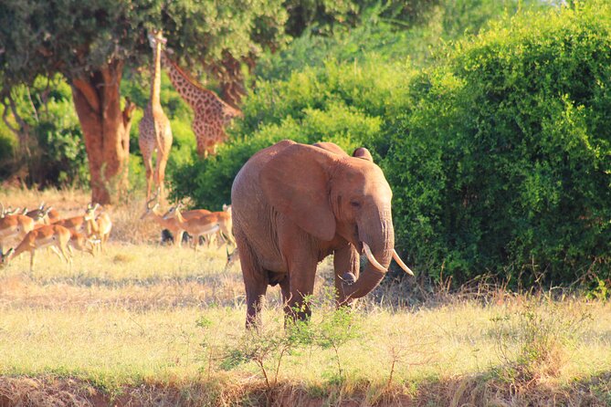 Safari in Tsavo and Amboseli for 5 Days and 4 Nights - Three parks, three different safari moods