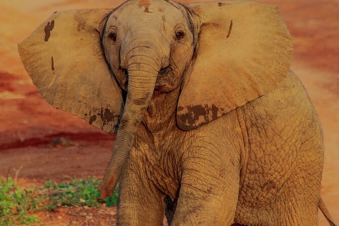 Safari in Tsavo and Amboseli for 5 Days and 4 Nights - Tsavo East and the appeal of a first game drive