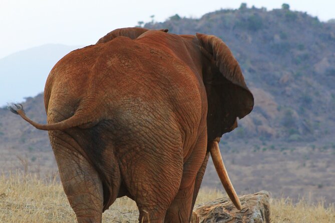 Safari in Tsavo and Amboseli for 5 Days and 4 Nights - Day 4 or 5: Early Amboseli drive and the return to Nairobi