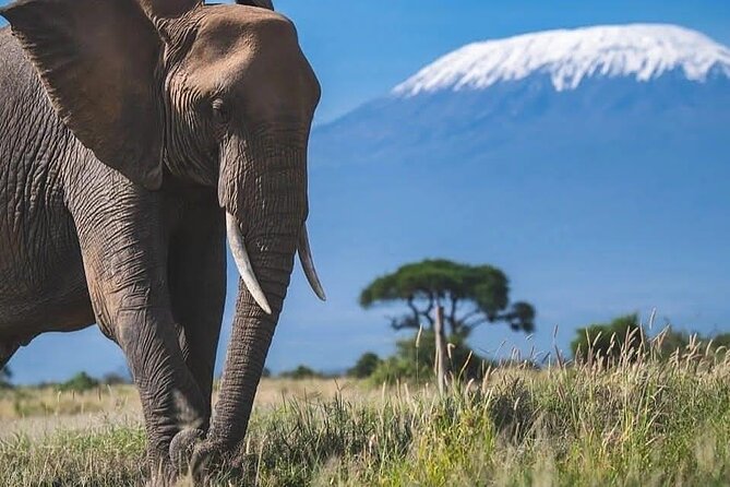Safari in Tsavo and Amboseli for 5 Days and 4 Nights - Day 1: From Nairobi to Tsavo East by SGR and road