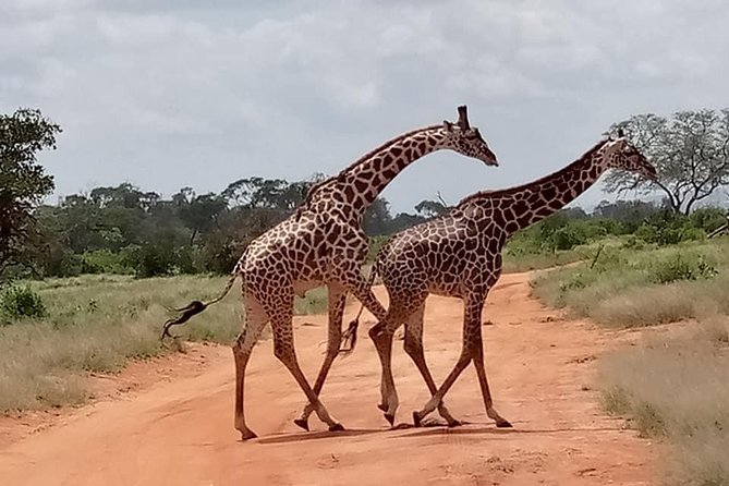 Safari Kenya with Patrick - Tsavo East gives this short safari its purpose