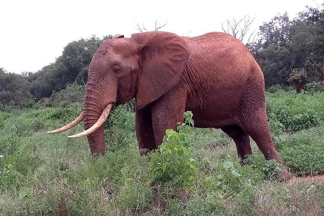 Safari Kenya with Patrick - The Maasai Mara entry is the biggest itinerary puzzle