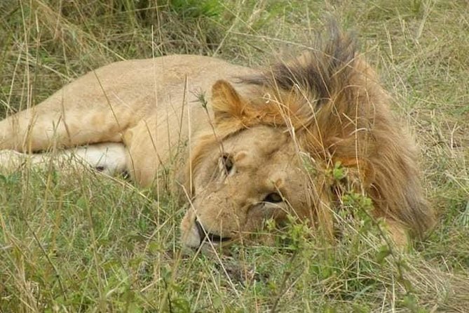 Safari Kenya with Patrick - Price and private-tour value at $418.12
