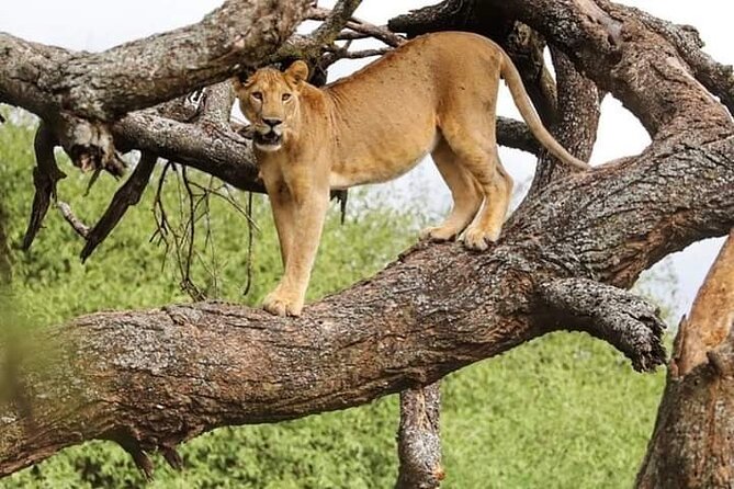 Safari Tour; Nairobi National Park - A real safari beside Nairobi’s skyscrapers