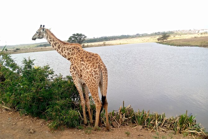 Safari Tour; Nairobi National Park - Four to five hours inside Nairobi National Park
