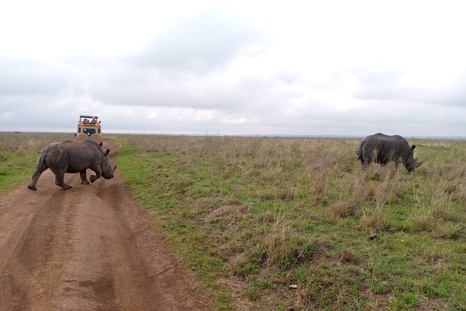 Safari Tour; Nairobi National Park - Wildlife sightings, from rhinos to elusive cats