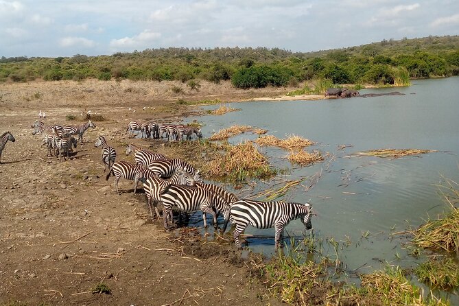 Safari Tour; Nairobi National Park - Who will get the most from this safari