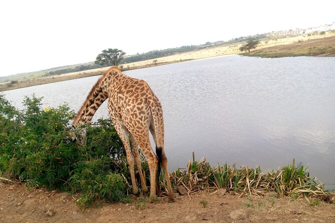 Safari Tour; Nairobi National Park - What the open-roof van is really like