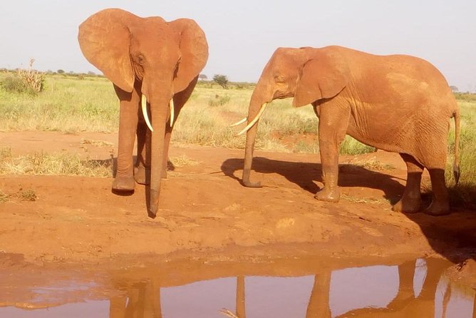 Safari-Tsavo east national park -2 days 1 night - Key points at a glance