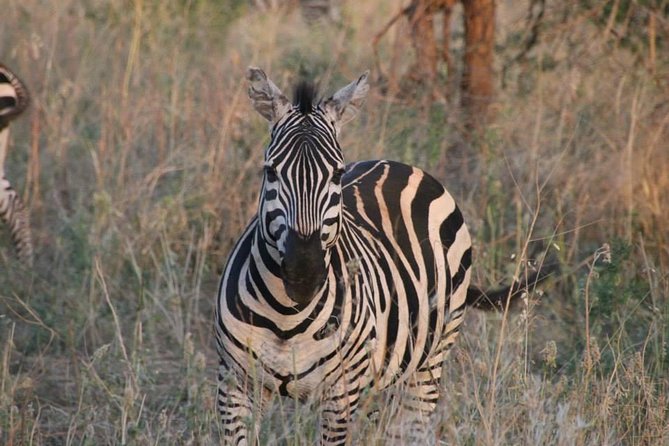 Safari-Tsavo east national park -2 days 1 night - The first four-hour game drive
