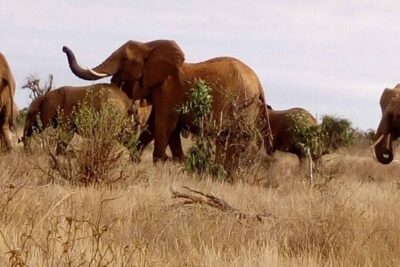 Safari-Tsavo east national park -2 days 1 night