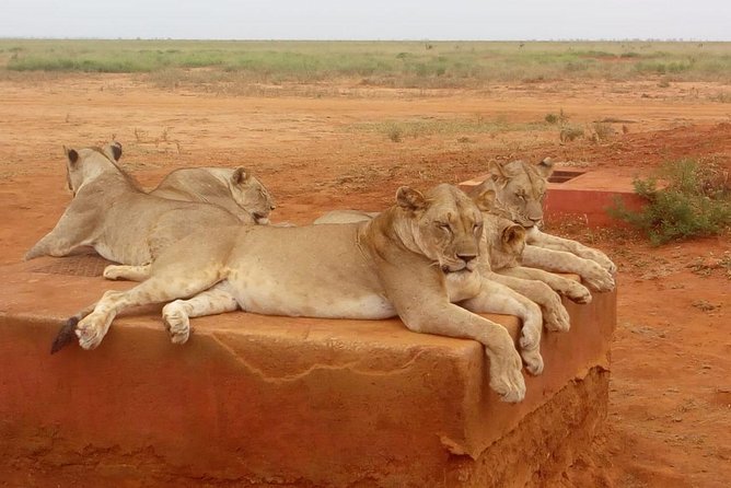 Safari-Tsavo east national park -2 days 1 night - Lunch, lodge time, and the evening drive