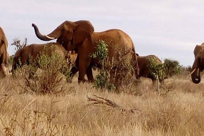 Safari-Tsavo east national park -2 days 1 night - The 6:30 a.m. start from Malindi