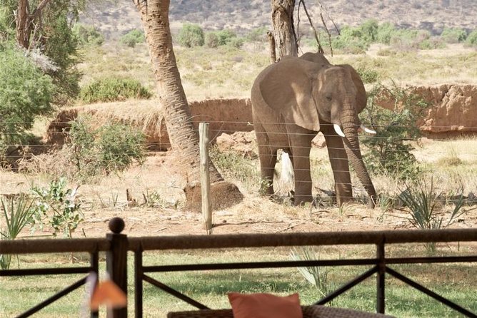 Samburu/ Aberdare/ Lake Nakuru/ Masai Mara 7 Days Safari - Day 6: A full day in Maasai Mara