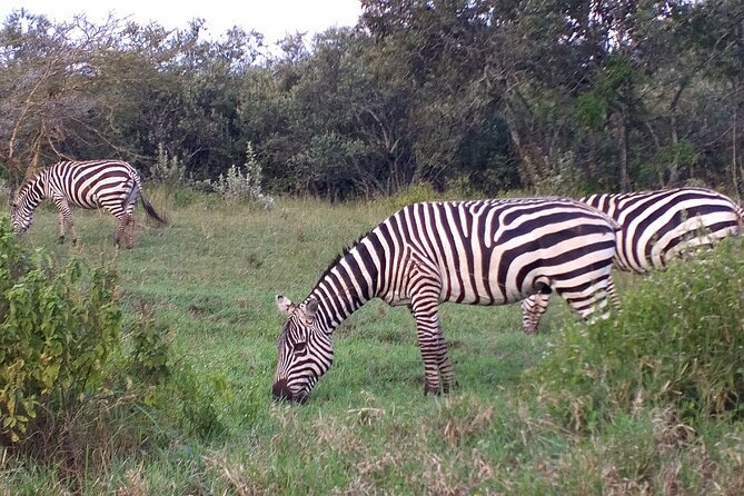 Shared Nairobi National Park Safari Tour - Why Nairobi National Park makes sense for a short safari