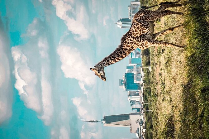 Shared Nairobi National Park Safari Tour - Five hours is short, but useful
