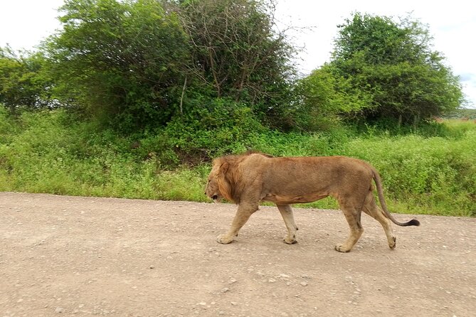 Shared Nairobi National Park Safari Tour - Who will get the most from this safari