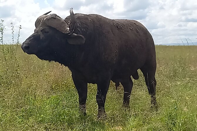 Shared Nairobi National Park Safari Tour - Booking, timing, and cancellation details