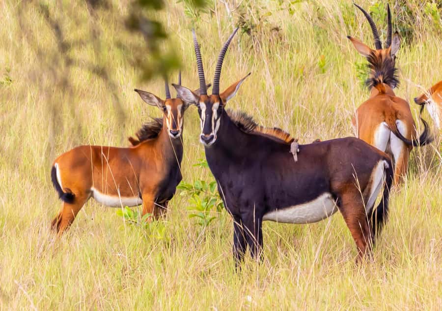 Shimba Hills Day Safari & Sheldrick Falls Hike Private Tour - Key points to know before booking
