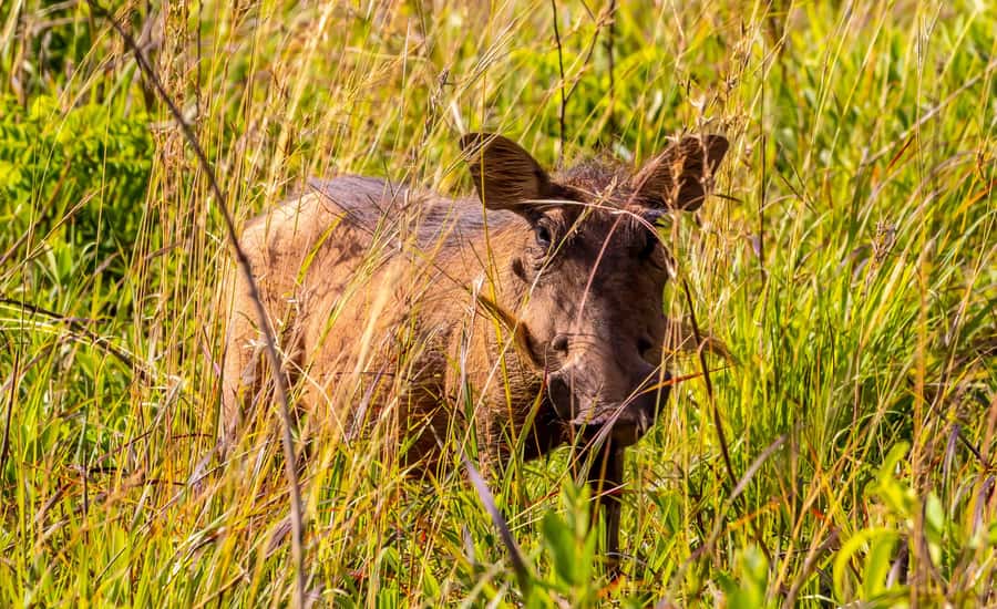 Shimba Hills Day Safari & Sheldrick Falls Hike Private Tour - Should you book the Shimba Hills and Sheldrick Falls tour?