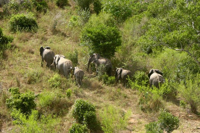 Shimba Hills Excursion - Game drives, viewpoints, and the pace of the day