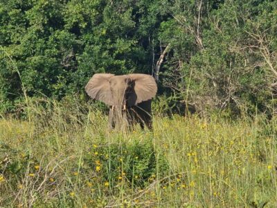 Game Drive, Waterfall Hike, and Lunch