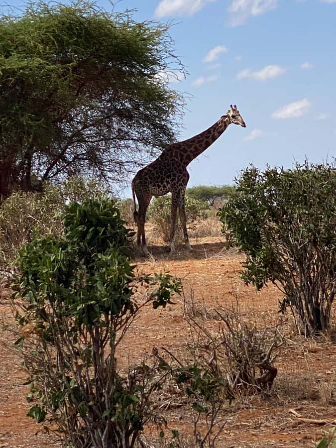 Shimba hills tropical rain forest day trip - Starting early from Diani or Mombasa