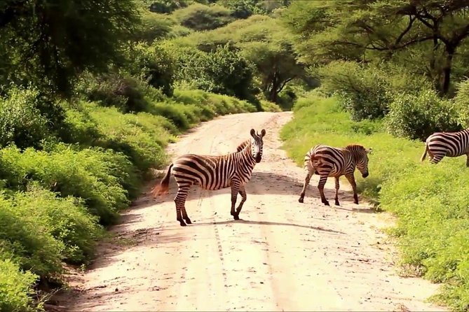Small group tour to Nairobi park baby and optional Baby Elephants - Nairobi National Park before breakfast