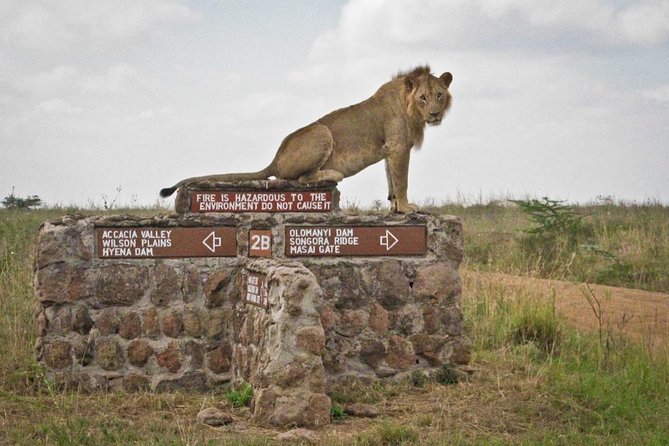 Small group tour to Nairobi park baby and optional Baby Elephants - What the ratings tell you