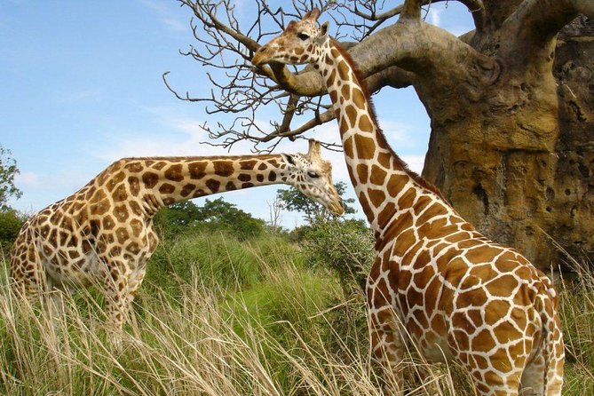 Small group tour to Nairobi park baby and optional Baby Elephants - Who should book this Nairobi safari?