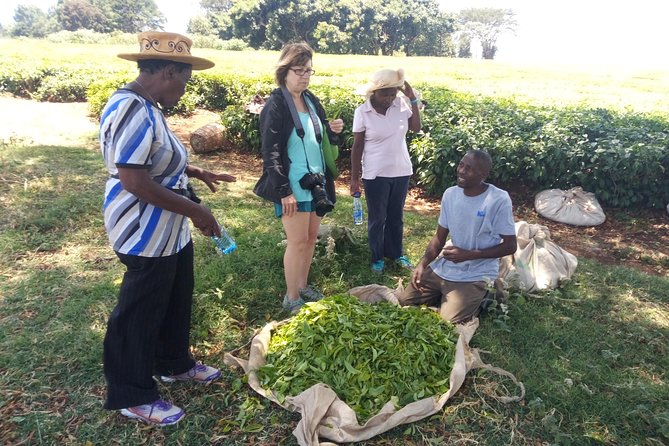 Tea Farm Experience at Riara Tea Farm And Factory Tour - Why Riara Tea Farm makes a good Nairobi day trip
